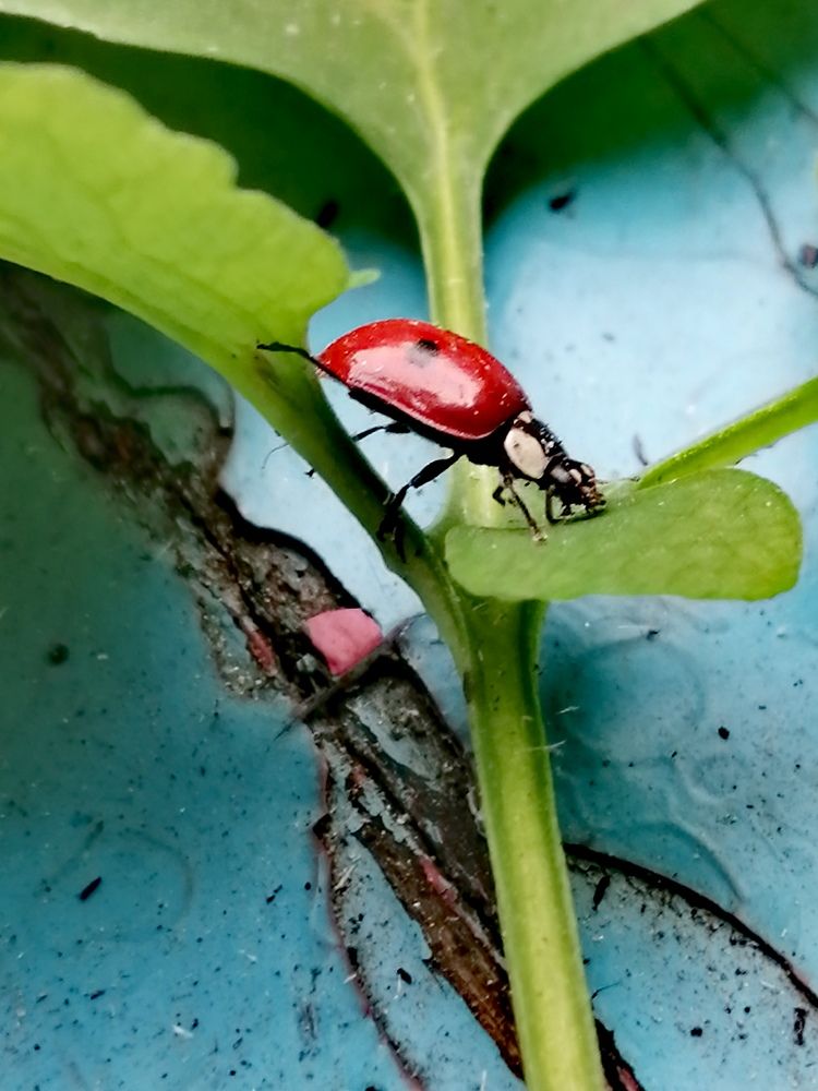 Photograph by Галина Смирнова