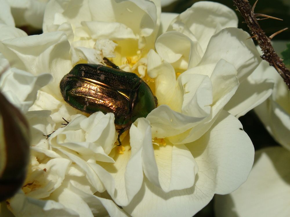 Photograph by Николай Худяков