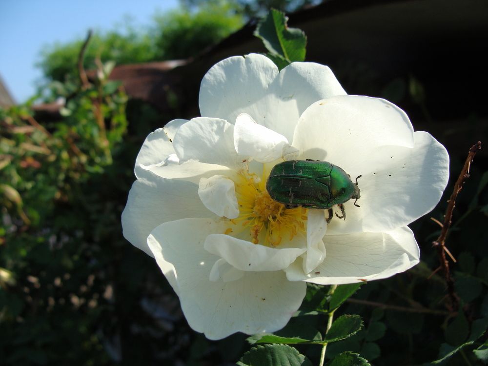 Photograph by Николай Худяков