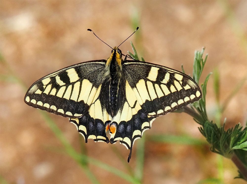 Photograph by Елена Харитонова