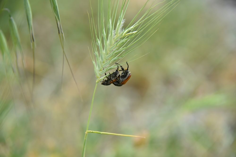 Хлебный жук - Anisoplia austriaca