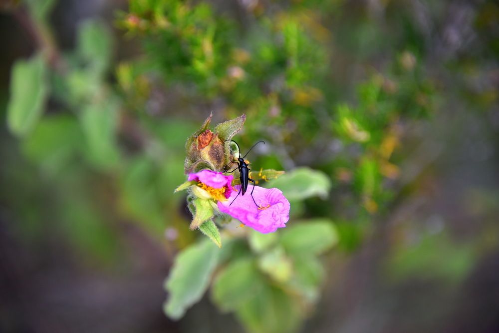 Чёрная лептура (Leptura aethiops)