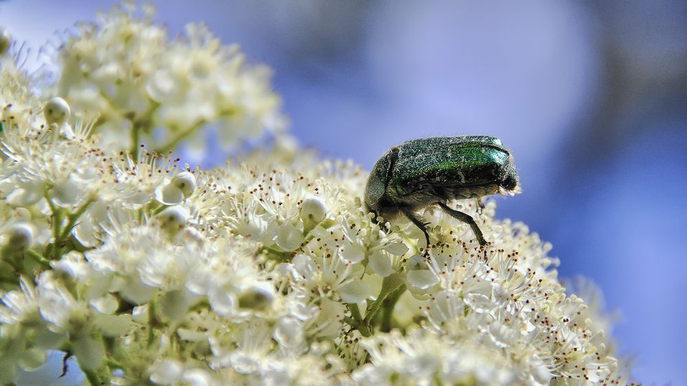 Можно жрать до отвала