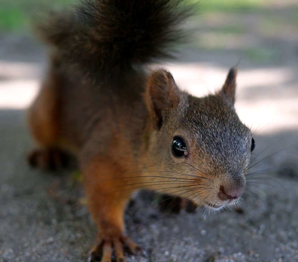 Photograph by Александр Пинаев