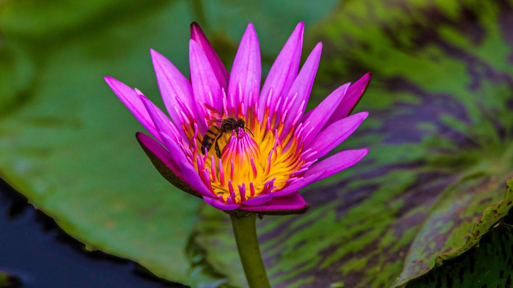 Photograph by Thomas Dunston