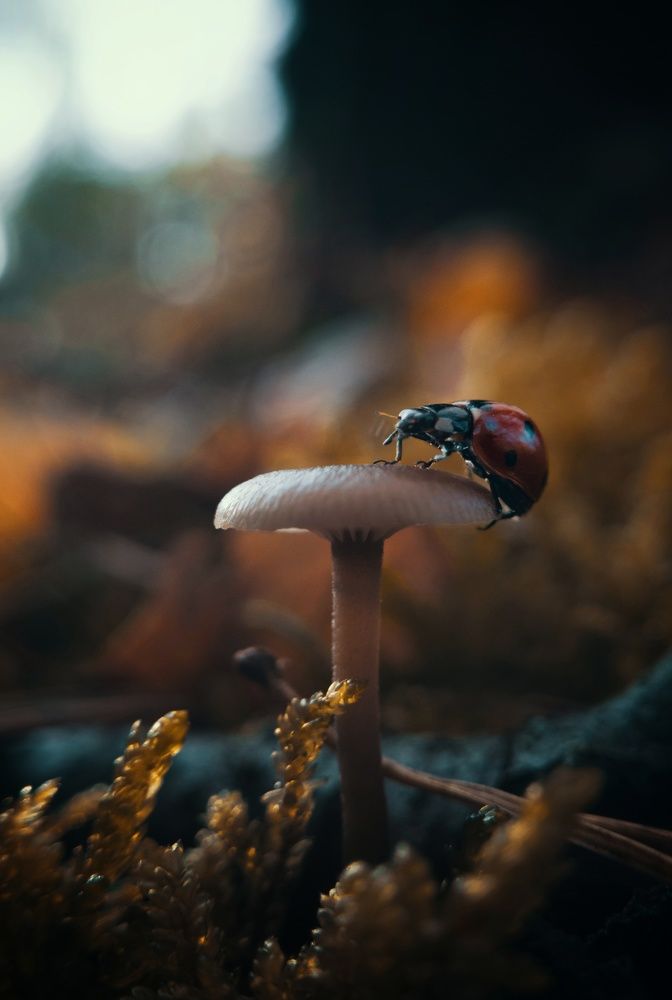 Фотография автора Геннадий Ломеко