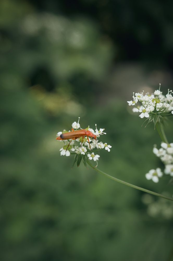 Фотография автора Геннадий Ломеко