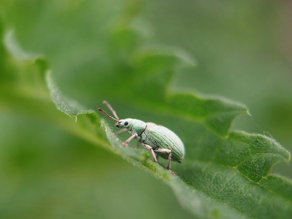 Photograph by Attila Oláh