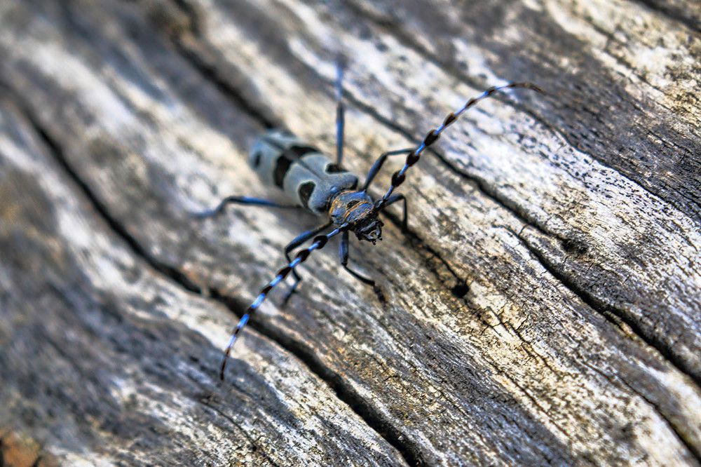 Photograph by Михаил Баевский