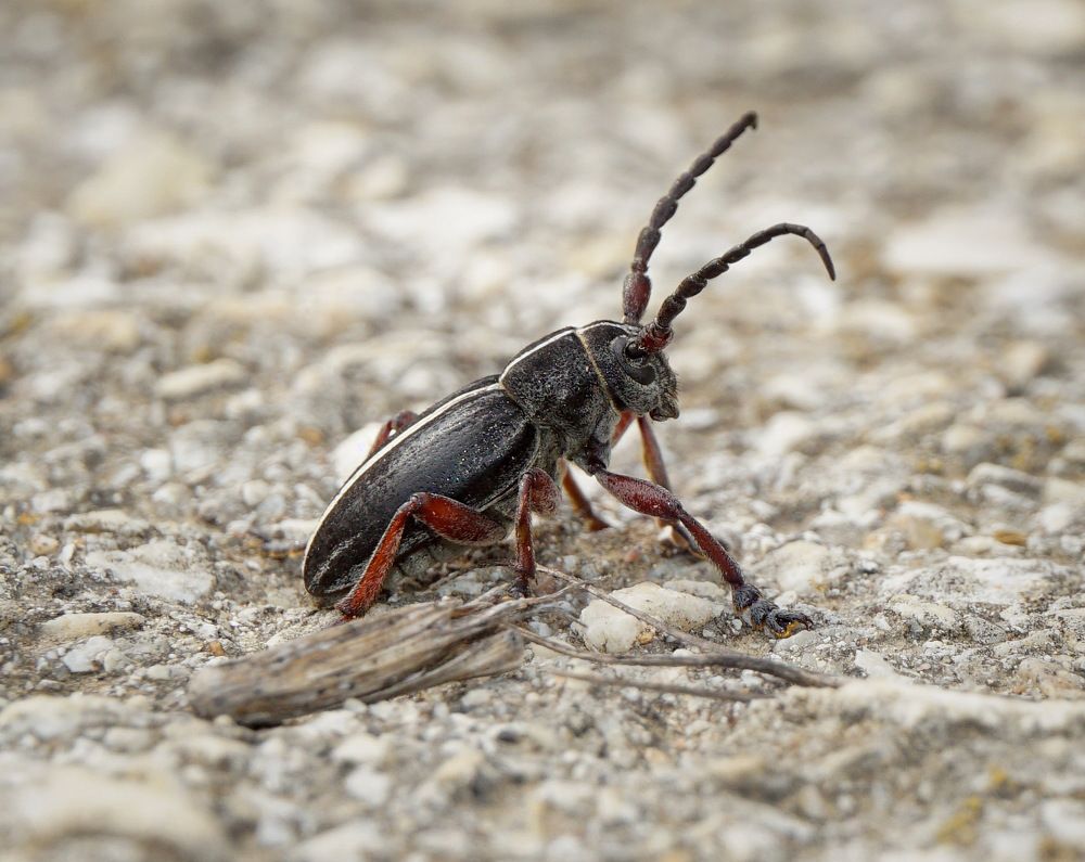 Photograph by Ави Христова