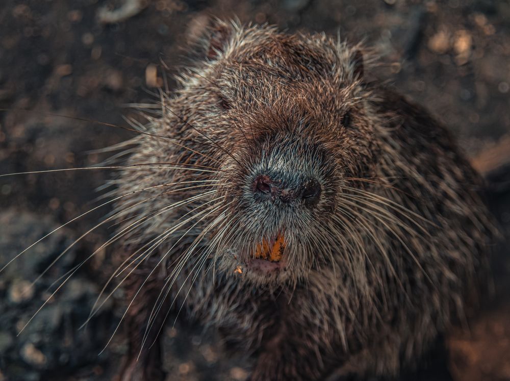 Photograph by Kipkaev Oleg