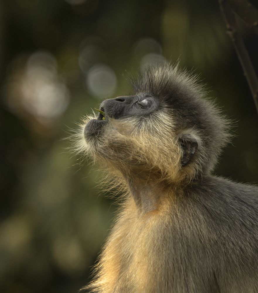 Photograph by Rajeeb Bharali