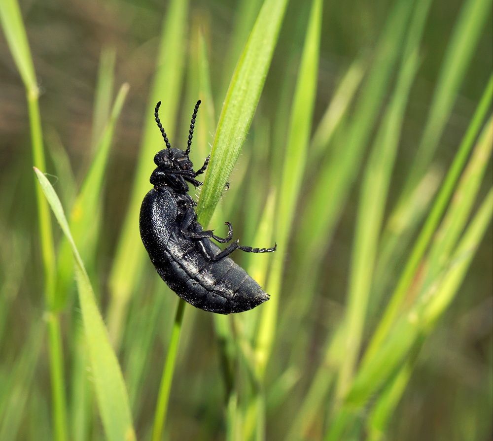 Photograph by Ави Христова