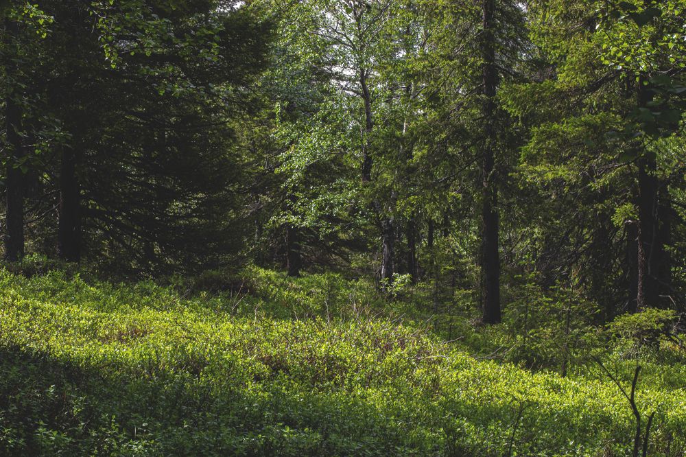 Photograph by Виктория Браун