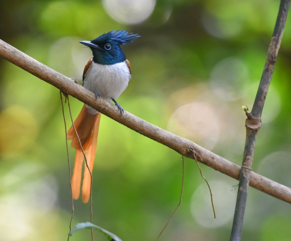 Photograph by AMIT CHAVAN