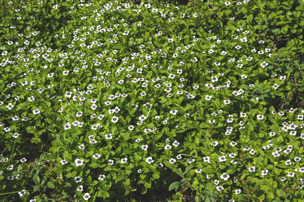 Photograph by Виктория Браун