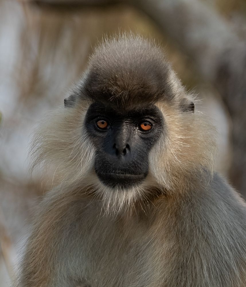 Photograph by Rajeeb Bharali