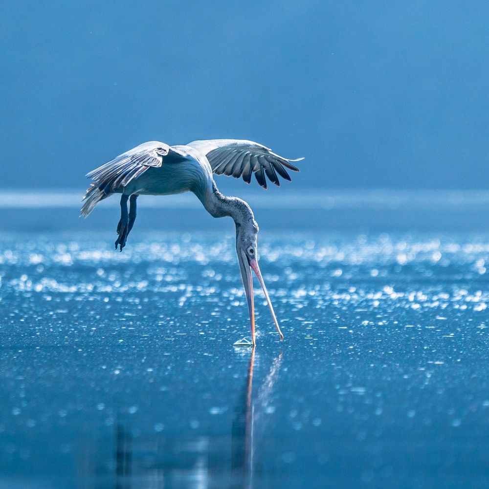Surfing in the Blue Lagoon