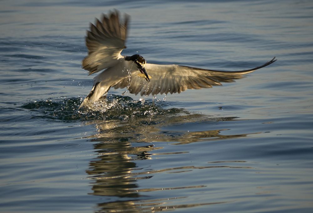 Фотография автора Maurice Leung