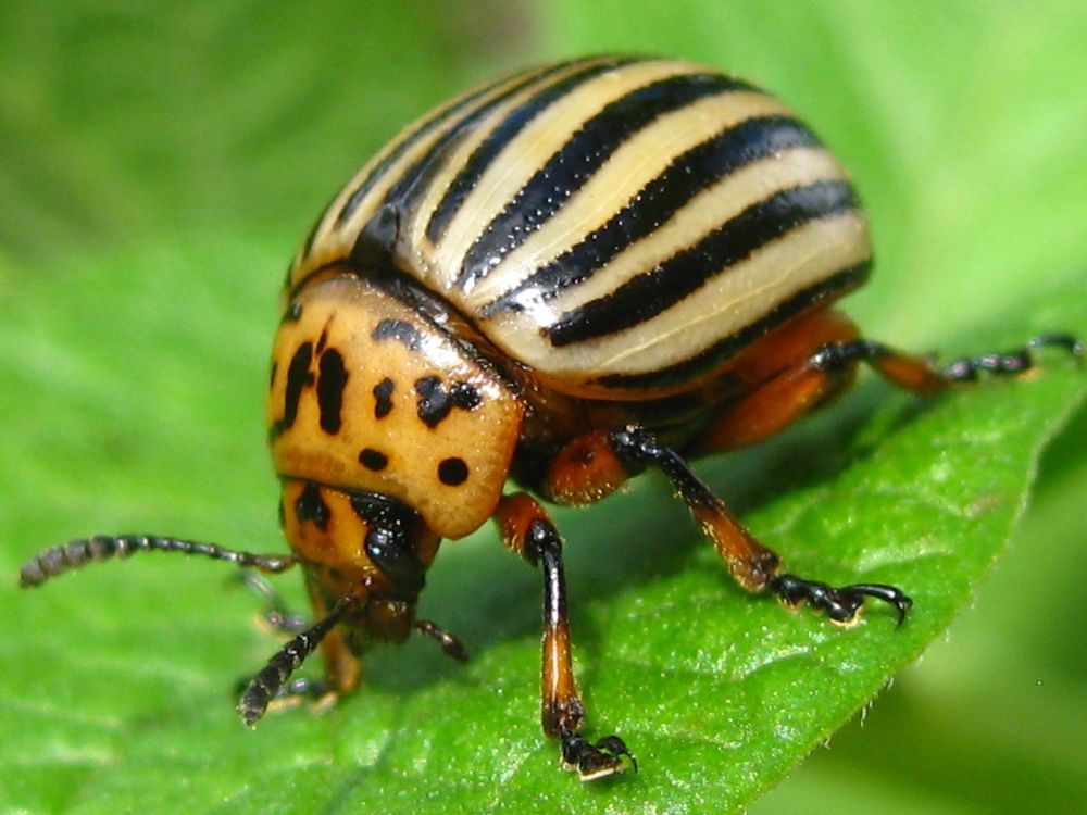 Колора́дский жук, или колора́дский карто́фельный жук, или картофельный листоед (лат. Leptinotarsa decemlineata)