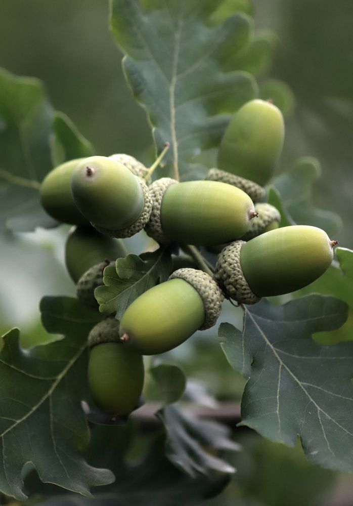 Photograph by елена