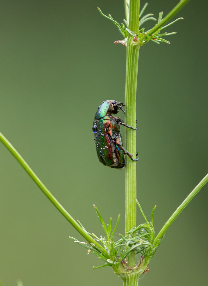 Photograph by Жанна Срибная
