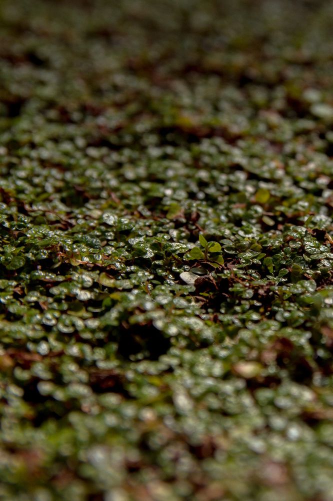 Photograph by Артем Карлов