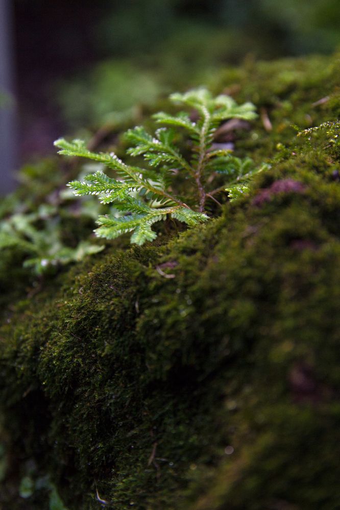 Photograph by Артем Карлов