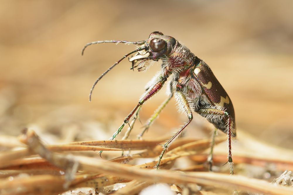 Дитя солнца