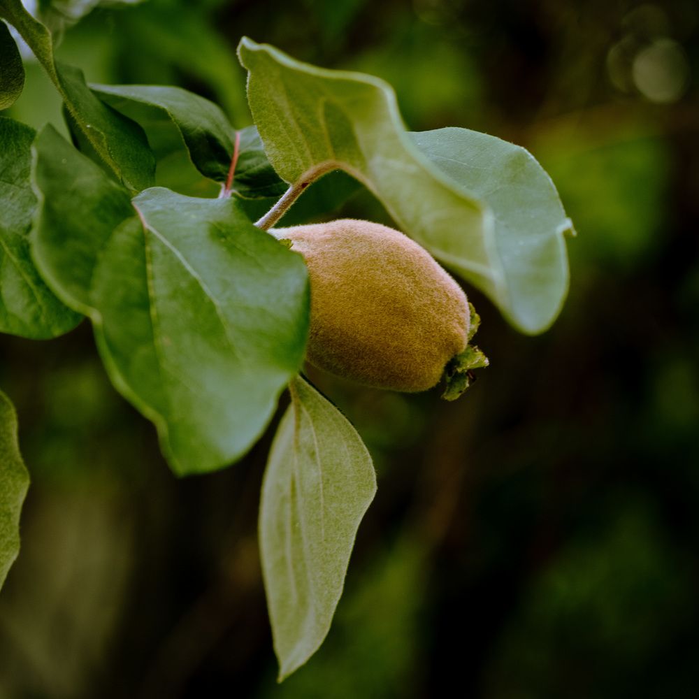 Photograph by Silviu Avramescu