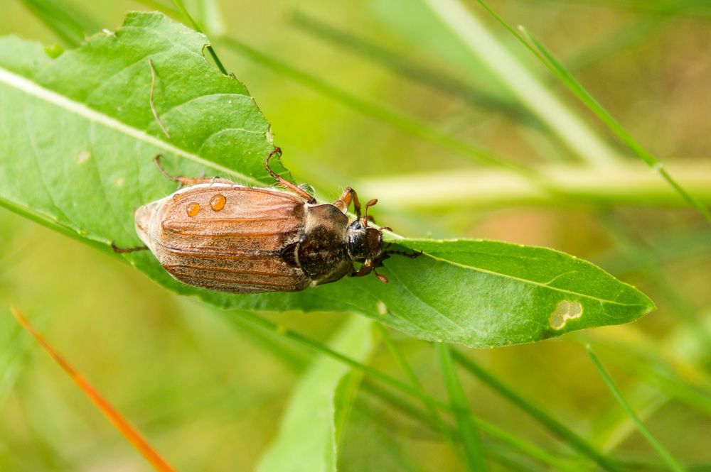 Фотография автора Нина Шкляр