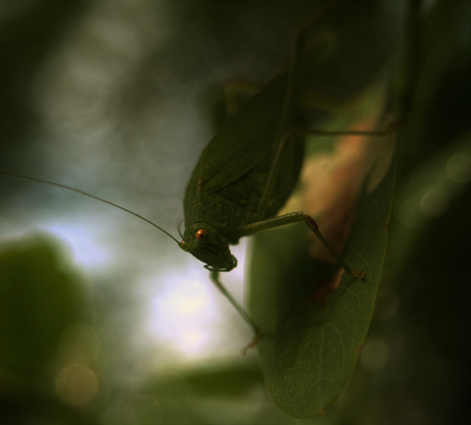 Photo #7991892