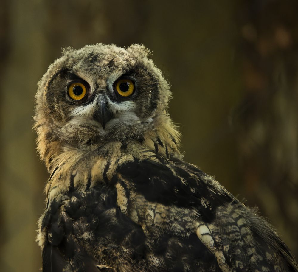 Photograph by Kipkaev Oleg