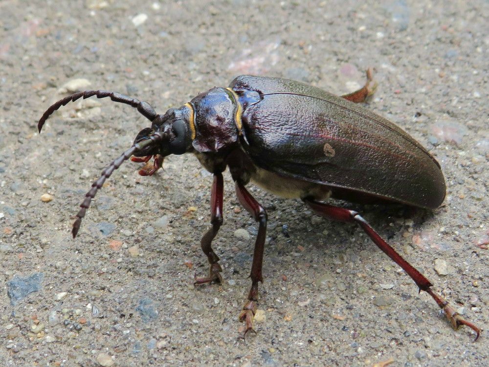 Жук на дороге