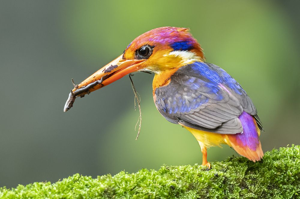 Photograph by Soumik Biswas