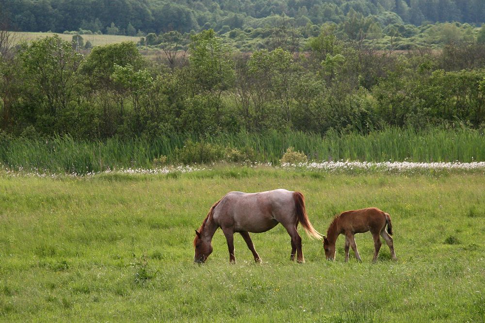 Фотография автора Надежда Лисицына