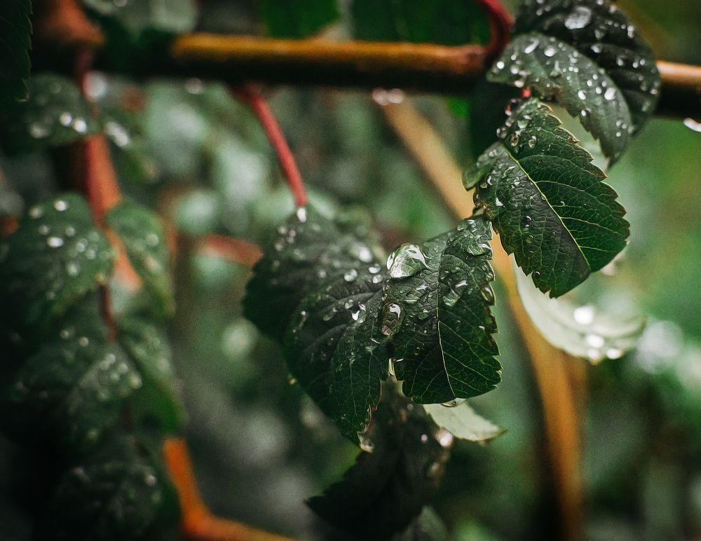 Photograph by Элла Алексеева