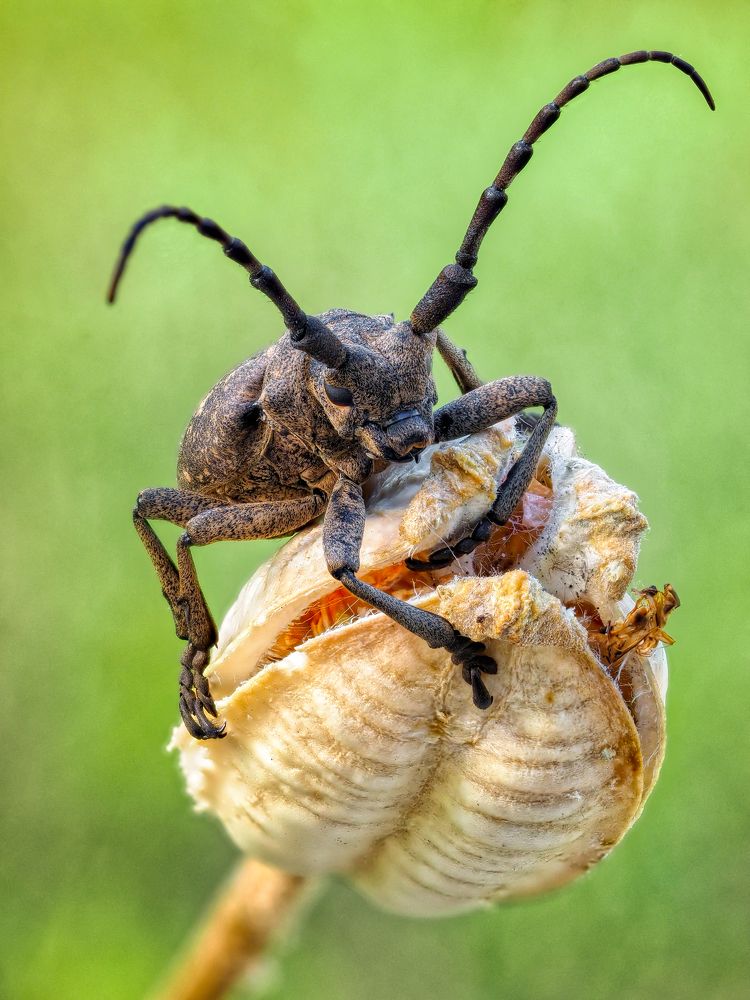 Ивовый толстяк.