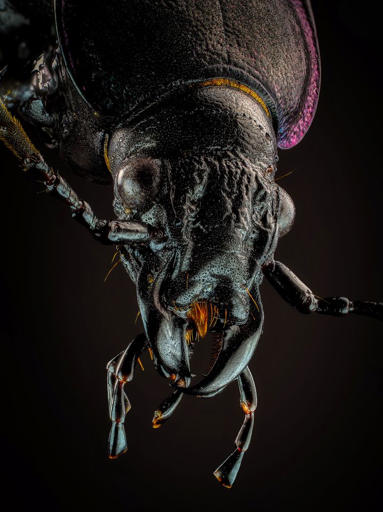 Портрет жужелицы.