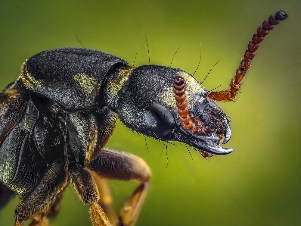 Стафилин великолепный