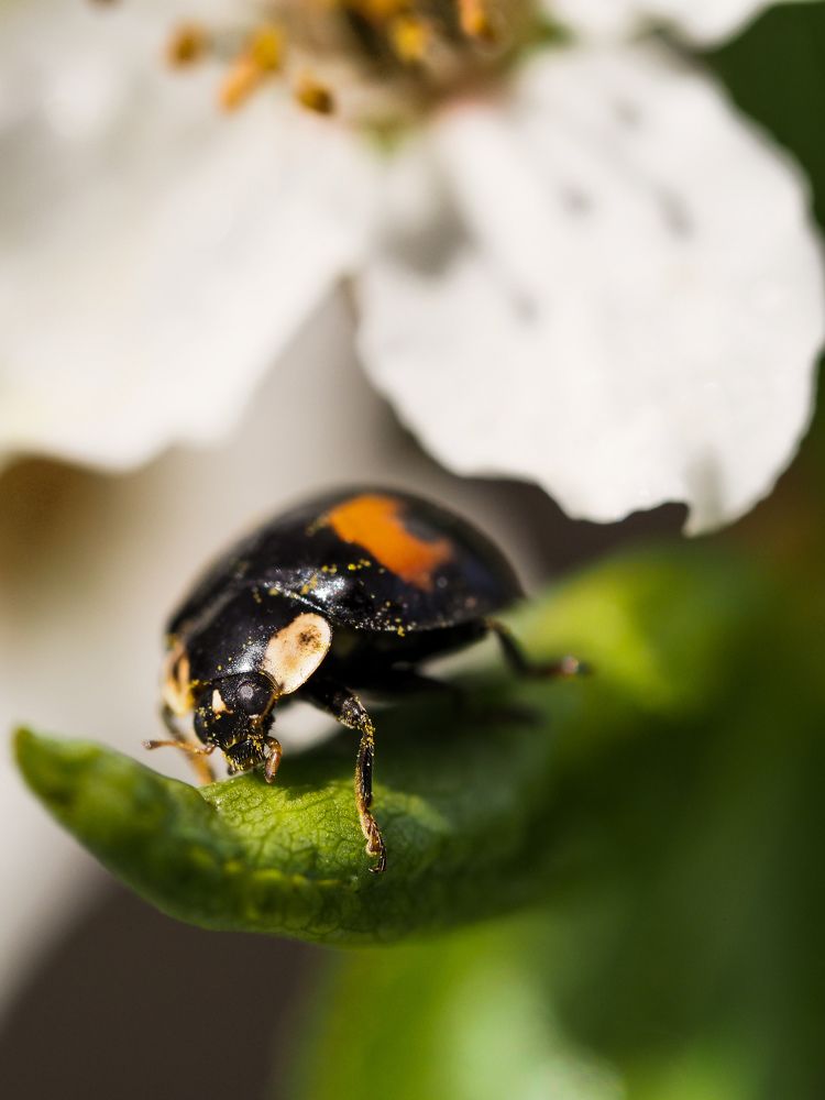 Photograph by Anna Ahiska