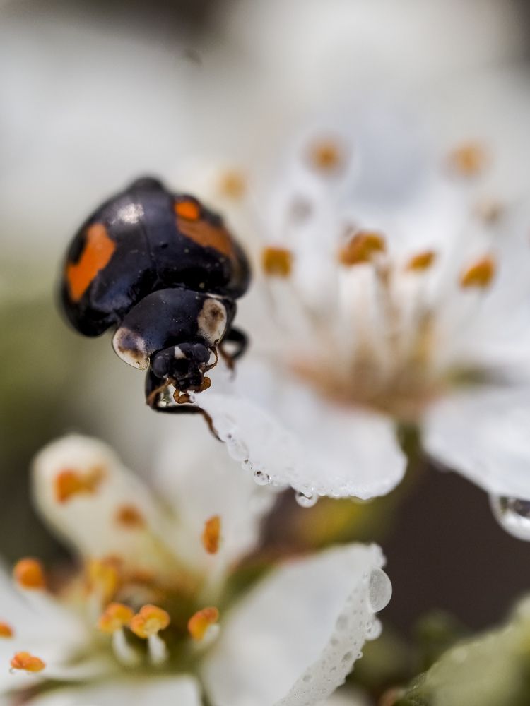 Photograph by Anna Ahiska