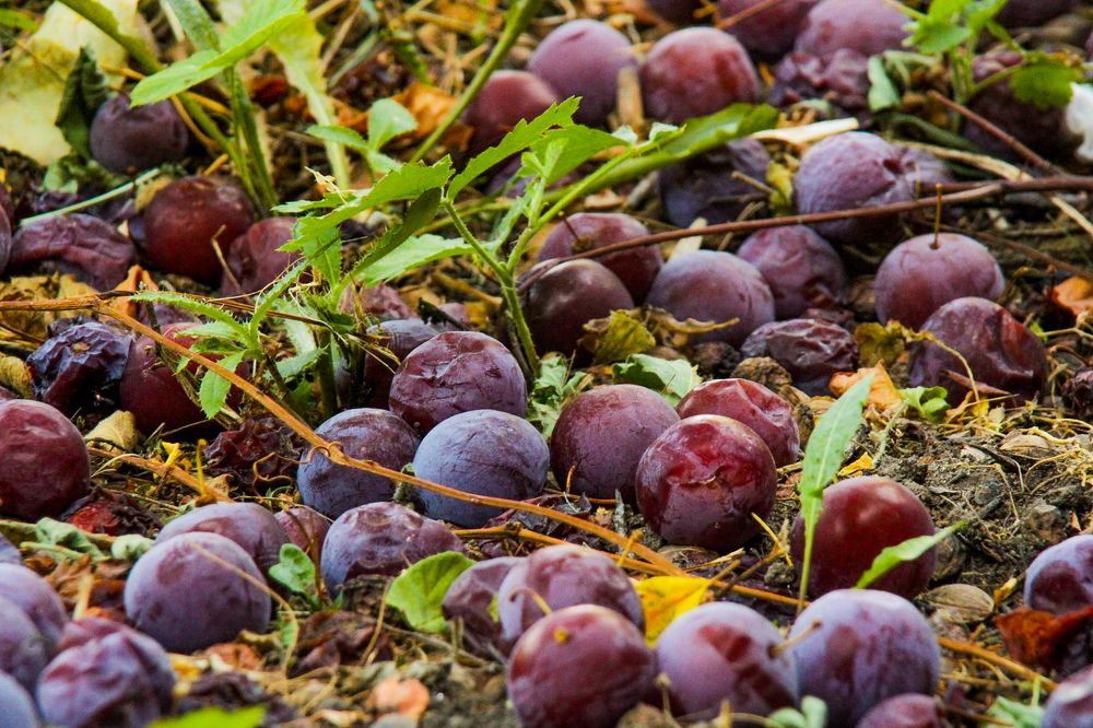 Photograph by Dubravka Madjinca