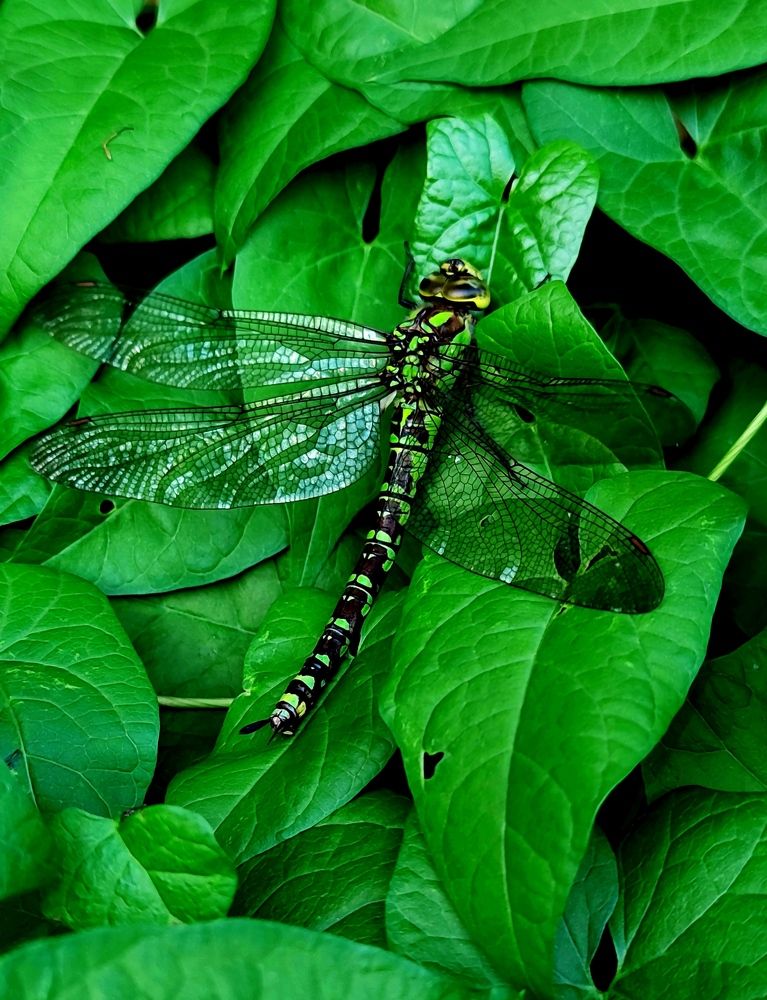 Photograph by Инна Макарчук