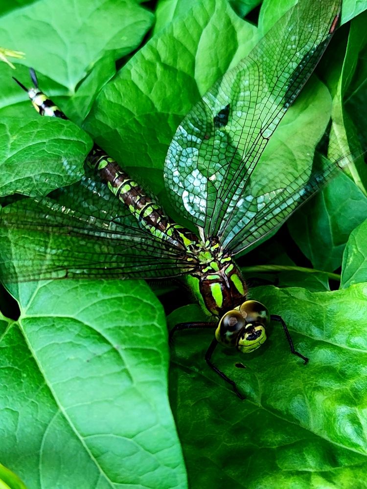 Photograph by Инна Макарчук