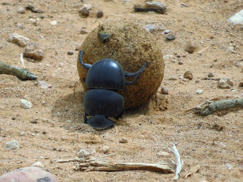 Flightless dung beetle