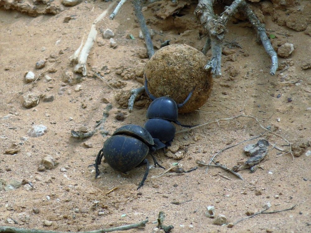 Flightless dung beetles