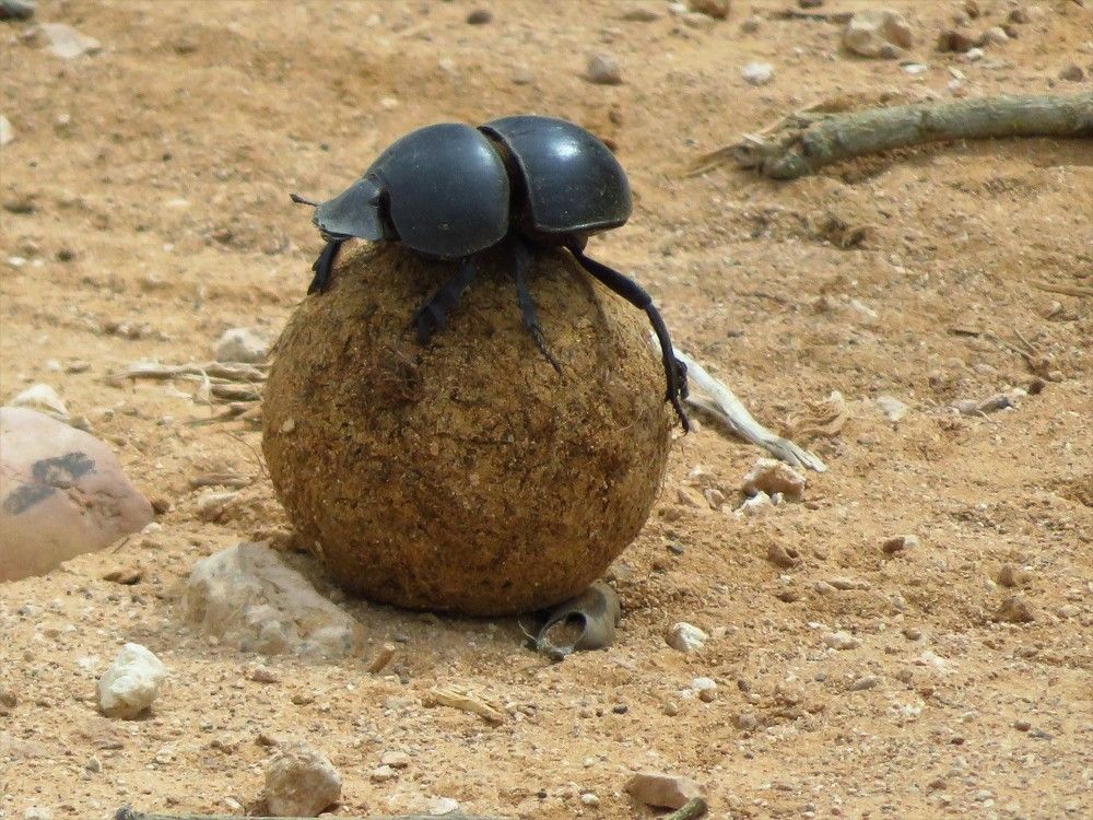Flightless dung beetle II