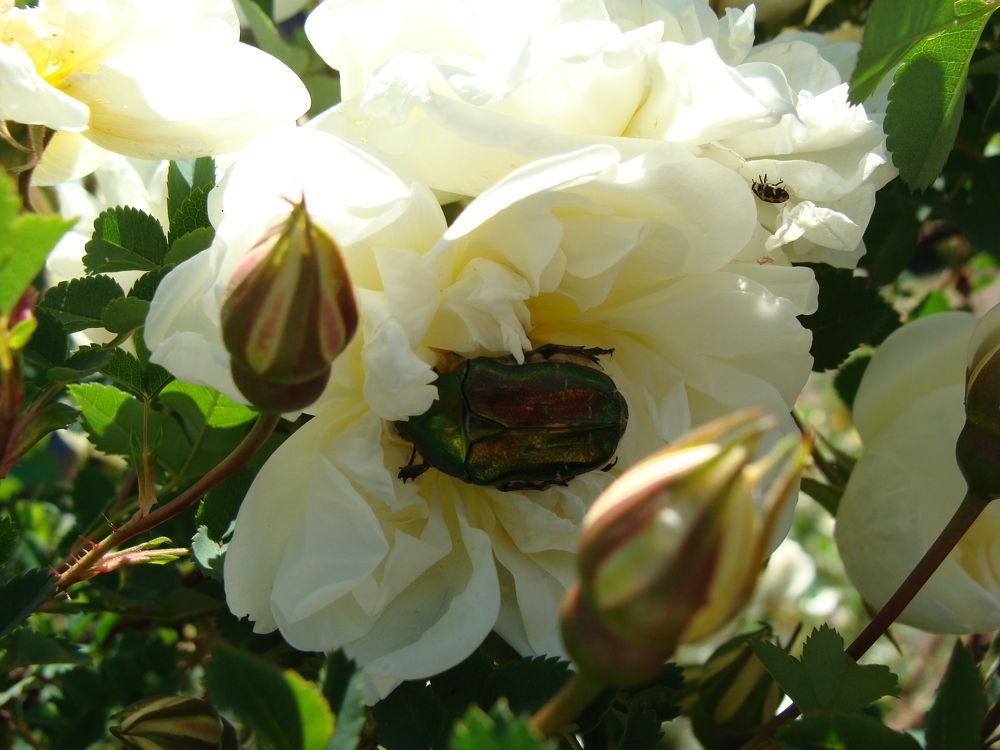 Photograph by Николай Худяков