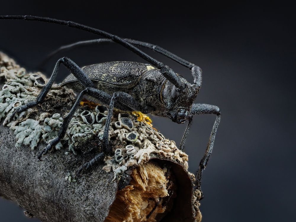 Жук дровосек.